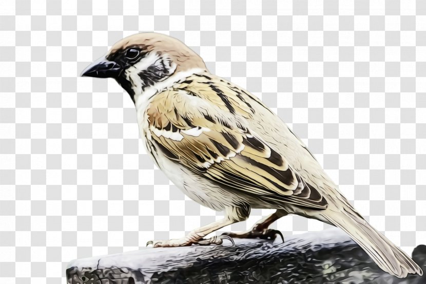 Bird House Sparrow Beak Perching - Songbird - Lark Wildlife Transparent PNG