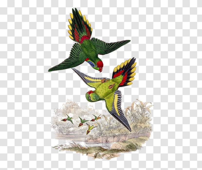 Bird Parrot Beak Psitteuteles Feather - Hummingbird Transparent PNG