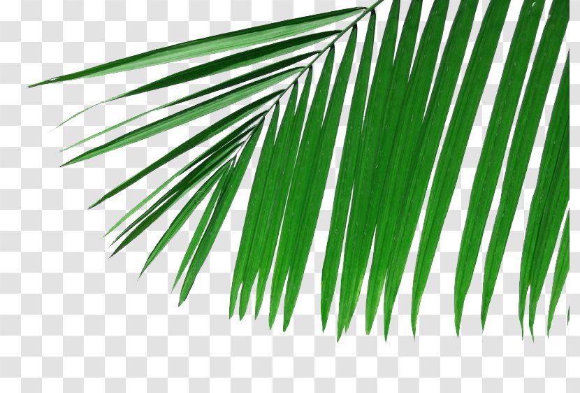 Arecaceae Palm Branch Leaf Frond Wallpaper - Leaves Picture Material Transparent PNG