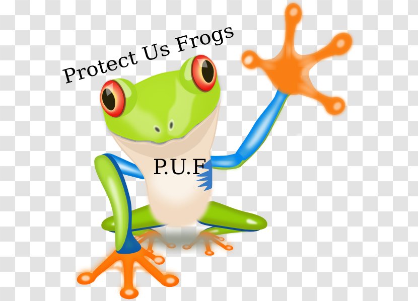 Red-eyed Tree Frog Amphibian Hylidae - Organism Transparent PNG