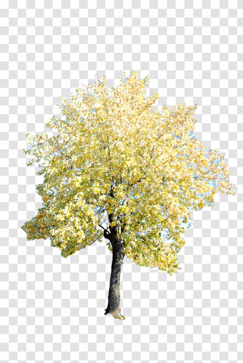 Twig Tree Ginkgo Biloba - Willow Transparent PNG