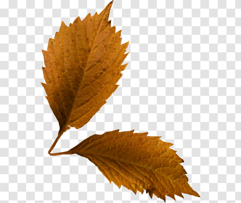 Leaf Deciduous Twig - Plant Transparent PNG