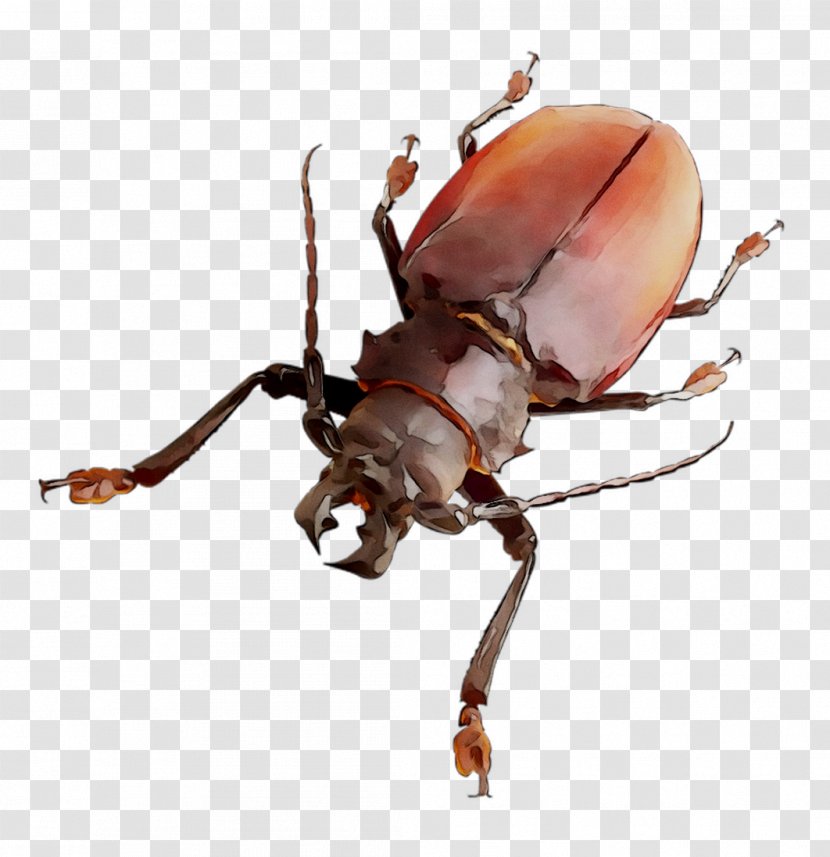 Japanese Rhinoceros Beetle Weevil Beetles Pest - Cetoniidae - Arthropod Transparent PNG