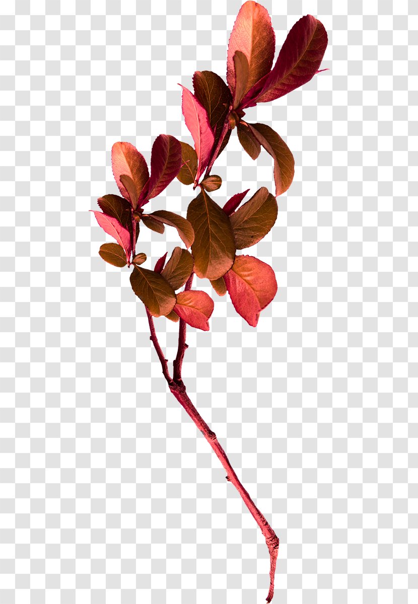 Petal Autumn Leaf Color - Flowering Plant - Leaves Decorative Material Transparent PNG