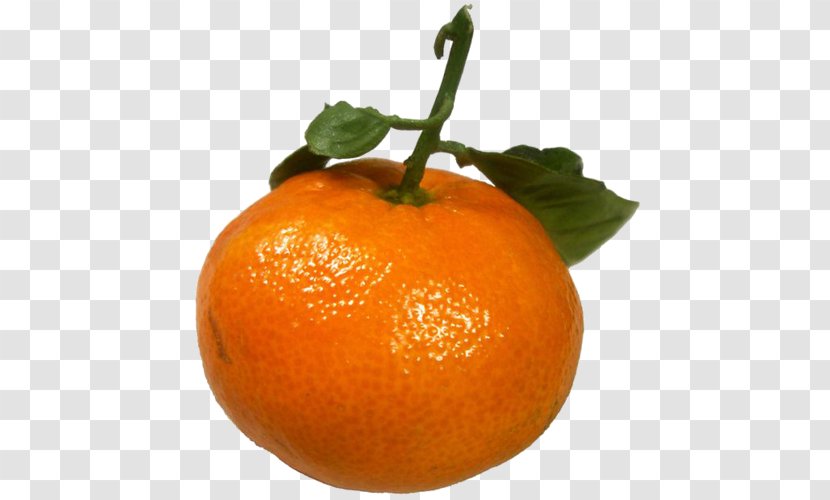 Tangerine Mandarin Orange Food Mandariin - Calorie - Fruits Magnolia Transparent PNG