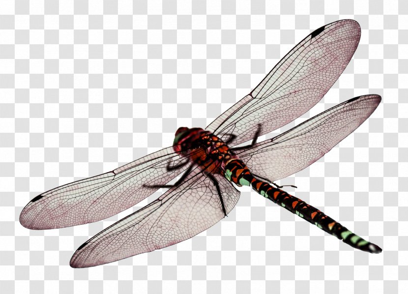 Dragonfly Computer File - Invertebrate Transparent PNG