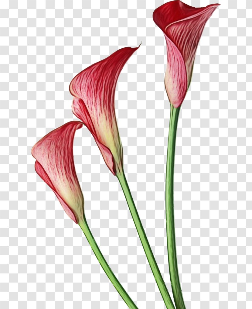 Arum-lily Clip Art Pink Calla Lily Flower - Arums Transparent PNG