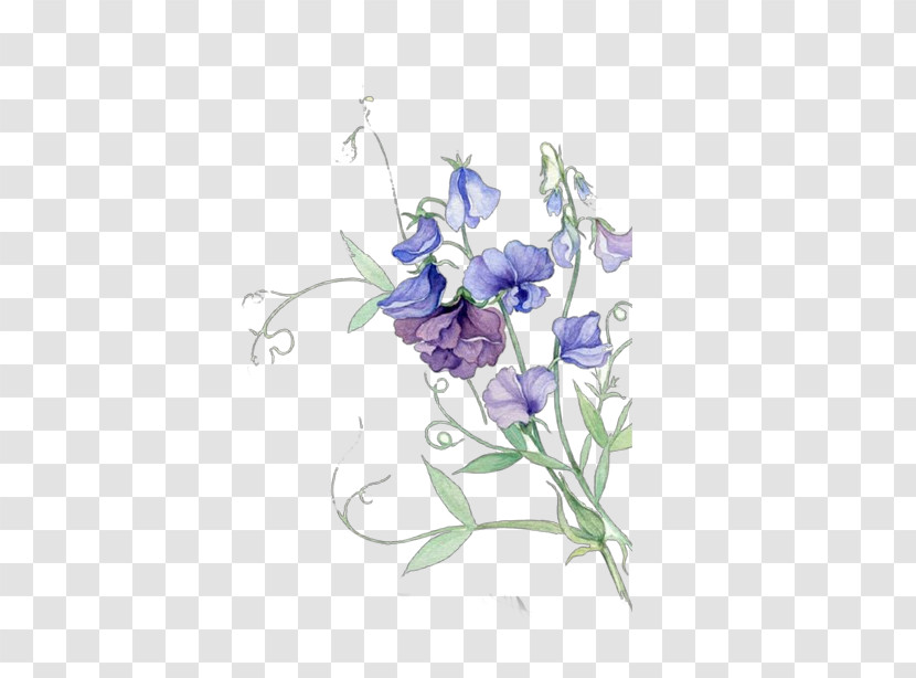 Flower Plant Violet Purple Sweet Pea Transparent PNG