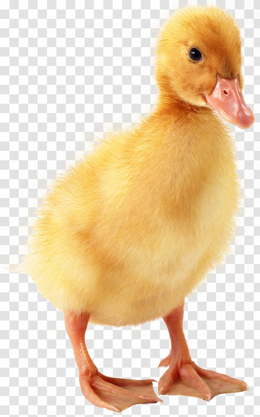 Domestic Duck Duckling Baby - Bird - Yellow Transparent PNG