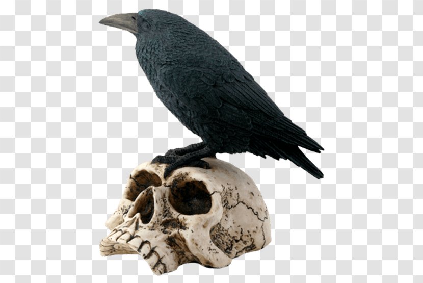 The Raven Bird Human Skull Symbolism Skeleton - Perched Overlay Transparent PNG