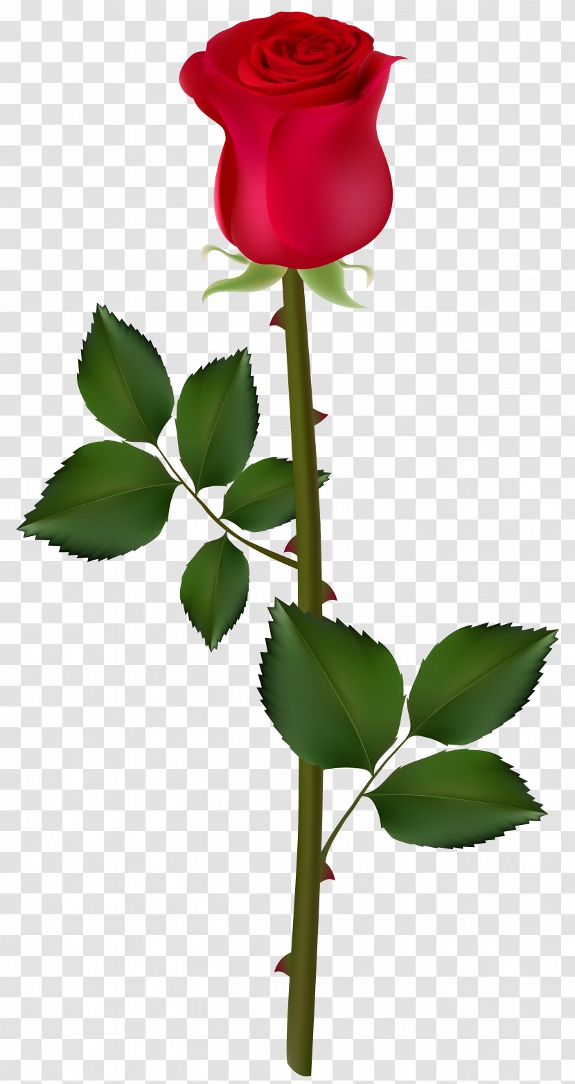 Rose Clip Art - Seed Plant - Red Transparent PNG