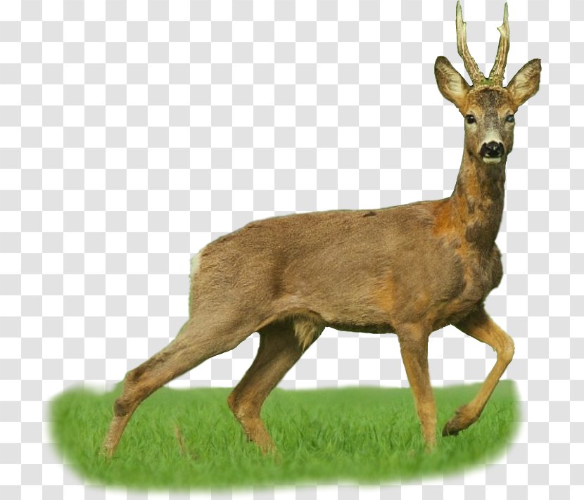 White-tailed Deer Elk Dangate Hunting - Horn Transparent PNG