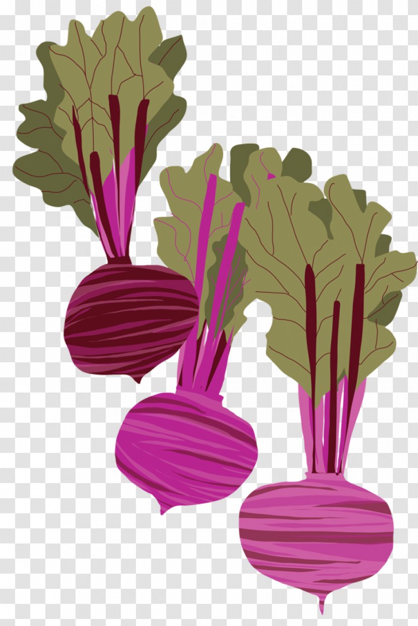Beetroot Drawing Root Vegetables - Herb - Vegetable Transparent PNG
