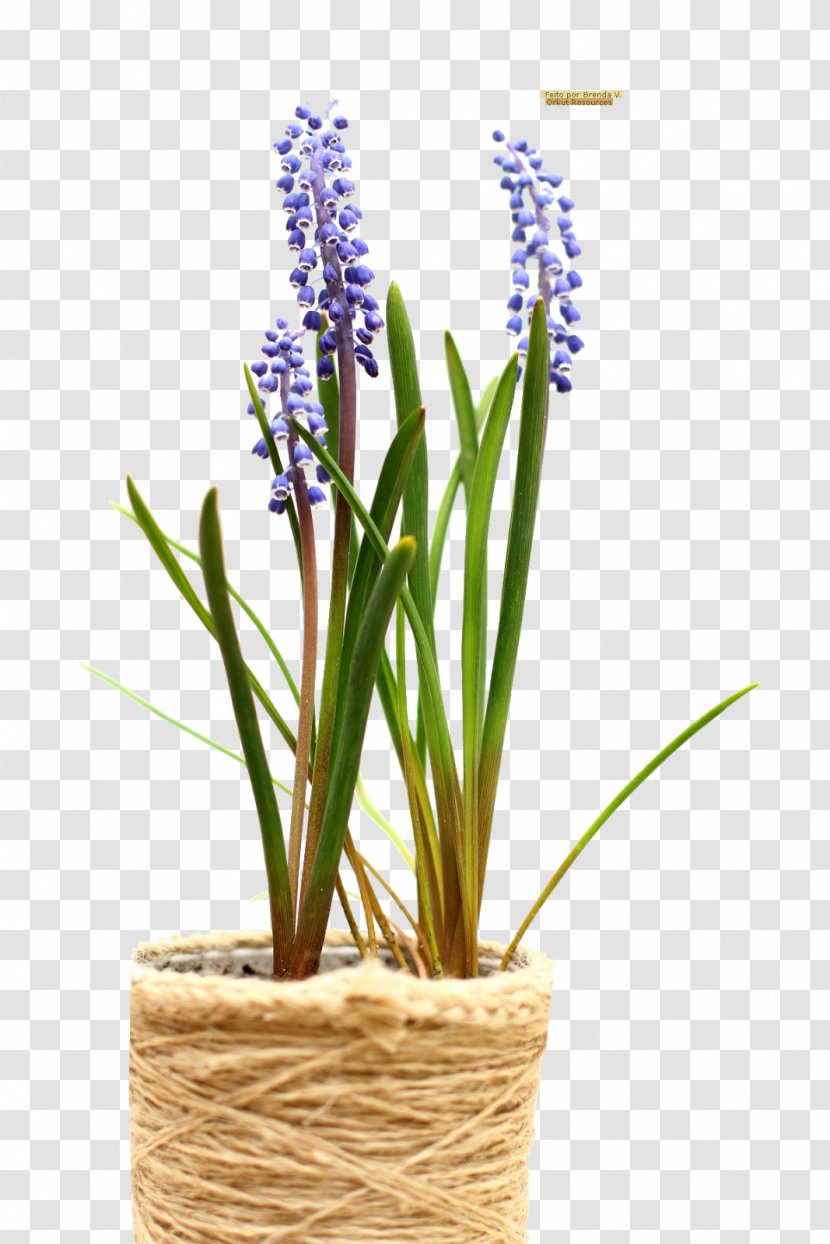 Flowerpot Watering Cans Garden Plant - Commodity Transparent PNG