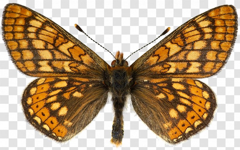 Monarch Butterfly Lycaenidae Pieridae Marsh Fritillary - Euphydryas Transparent PNG