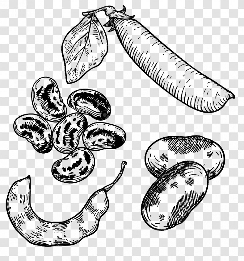 Bean Legume Pea Vector Graphics Drawing - Jaw - Cannellini Beans Rosemary Transparent PNG
