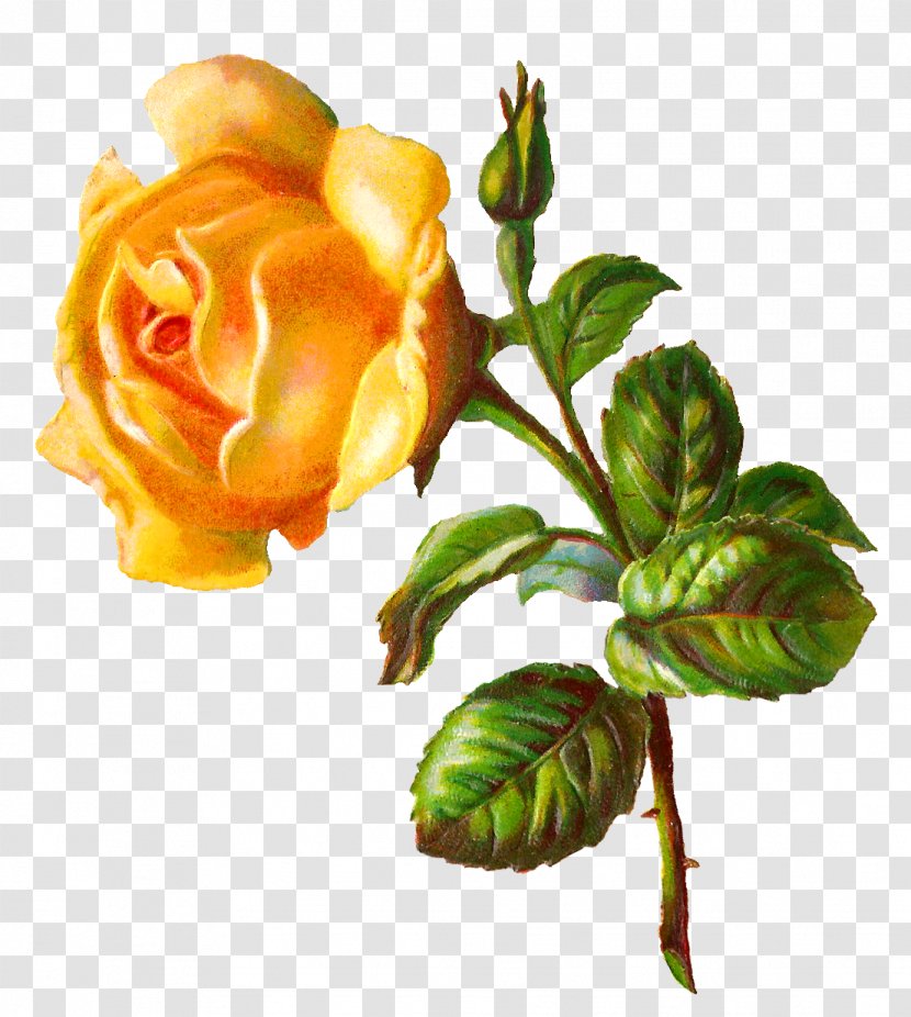 Rose Yellow Digital Image Flower Clip Art - Plant Stem Transparent PNG