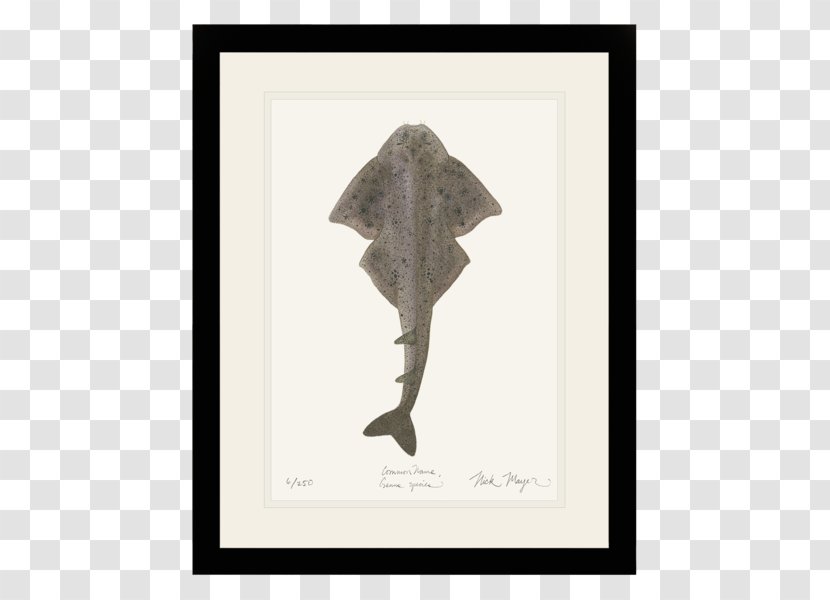 Angelshark Nick Mayer Art, LLC Fish Atlantic Ocean - Shark Transparent PNG