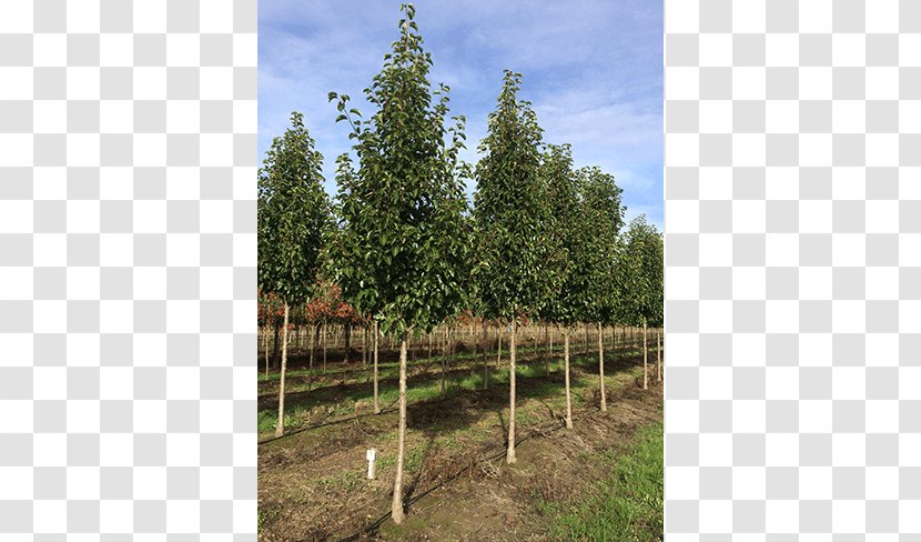 Callery Pear Tree Oak Evergreen Birch - Deciduous Specimens Transparent PNG
