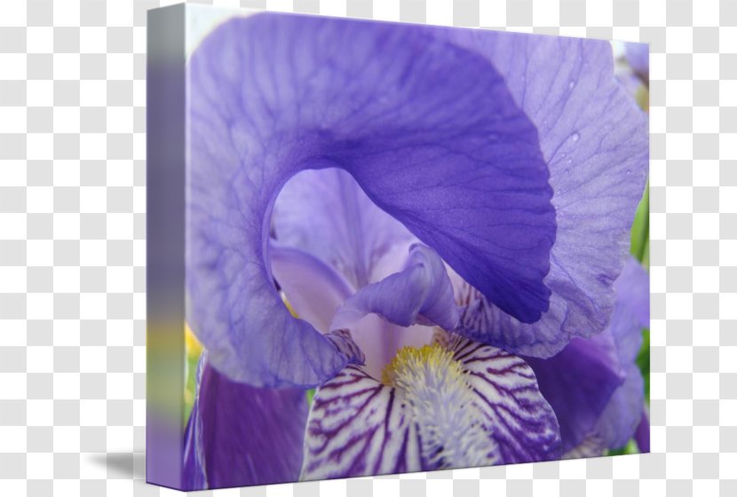 Pansy Irises Printmaking Violet Gallery Wrap - Canvas - Flower Posters Transparent PNG