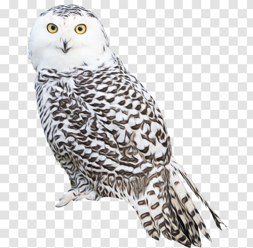 Owl Bird Snowy Of Prey Beak - Falcon Wildlife Transparent PNG