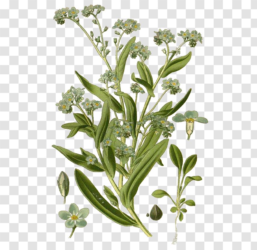 Alpine Forget-me-not Botany Botanical Illustration Wood Water Forget-Me-Not - Scorpion Grasses - Alamy Transparent PNG