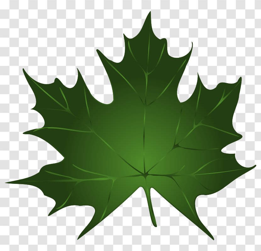Sugar Maple Leaf Green Clip Art - Plane Tree Family - Image Transparent PNG