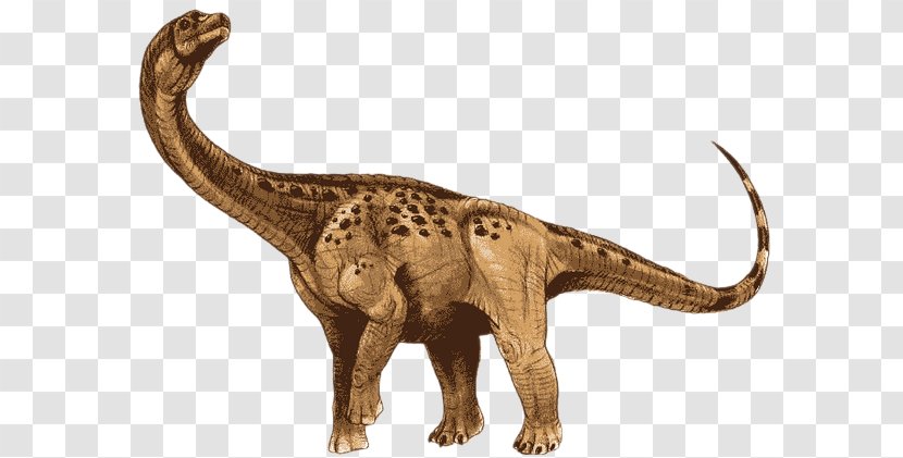 Antarctosaurus Apatosaurus Jainosaurus Argentinosaurus Stegosaurus - Dinosaur Transparent PNG