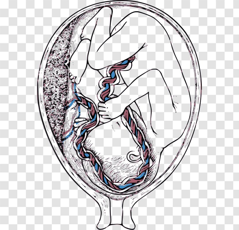 Percutaneous Umbilical Cord Blood Sampling Placenta Artery Vein - Frame - Mother-to-be Transparent PNG