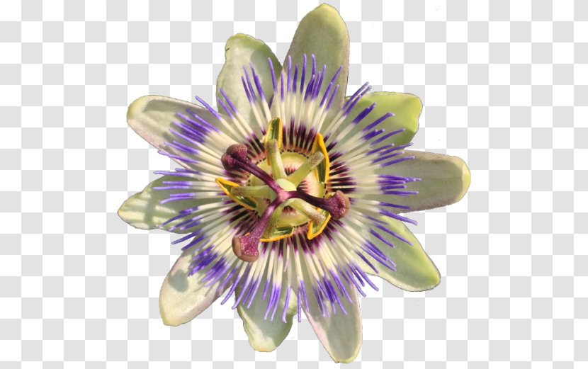 Purple Passionflower Passiflora Caerulea Vine Jasmine - Poppy - Flower Transparent PNG