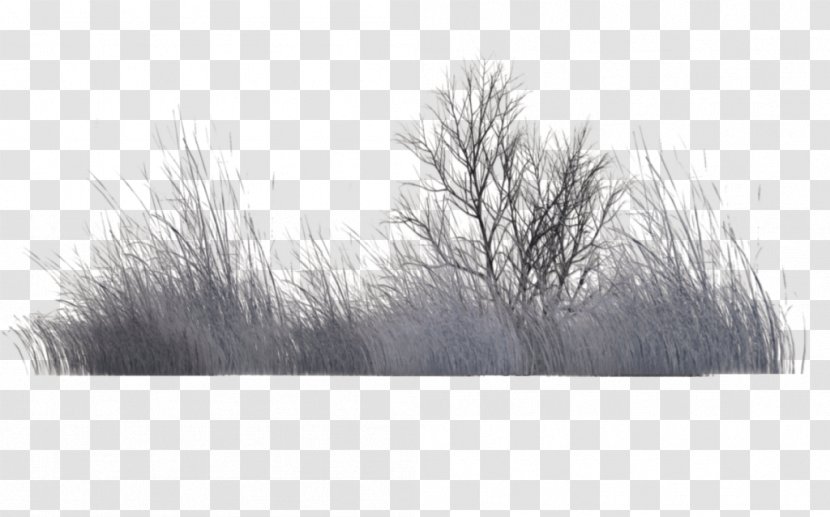 Tree Vegetation Black And White Rendering - Winter Wallpaper Transparent PNG