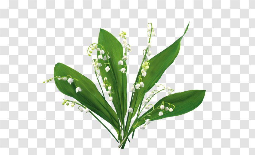 Lily Of The Valley Blog Clip Art - Flower Transparent PNG