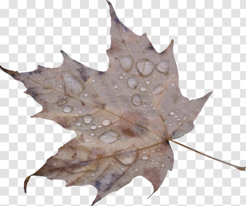Leaf Drop Maple Water - Tree - Droplets Transparent PNG