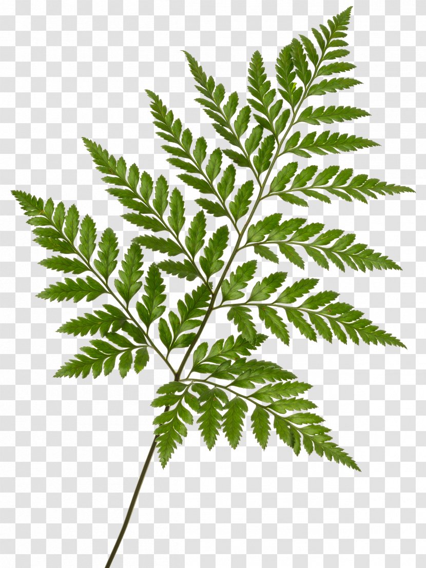 Leaf Rumohra Adiantiformis Fern Frond Printing - Palm Leaves Transparent PNG