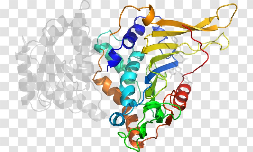 Clip Art Line Point Product Organism - Area - Glucose6phosphate Dehydrogenase Deficiency Transparent PNG