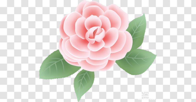 Rose Flower Pink Clip Art - Garden Roses Transparent PNG