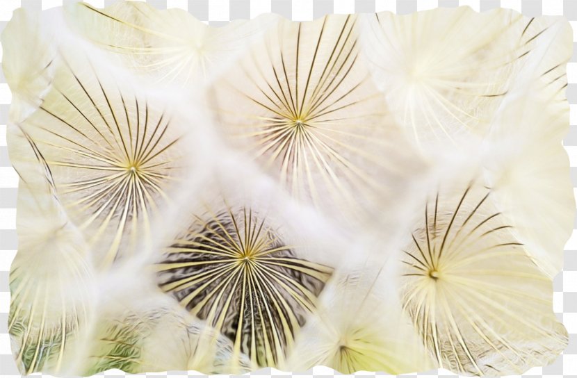 Petal Cut Flowers - Linens Transparent PNG