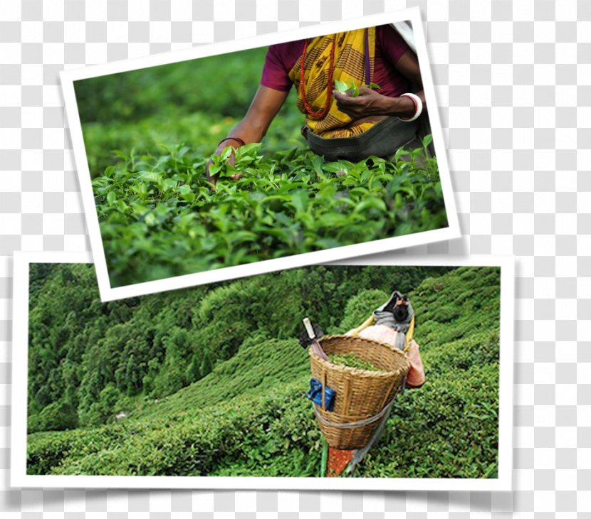 Darjeeling Black Tea Lawn Leisure Transparent PNG