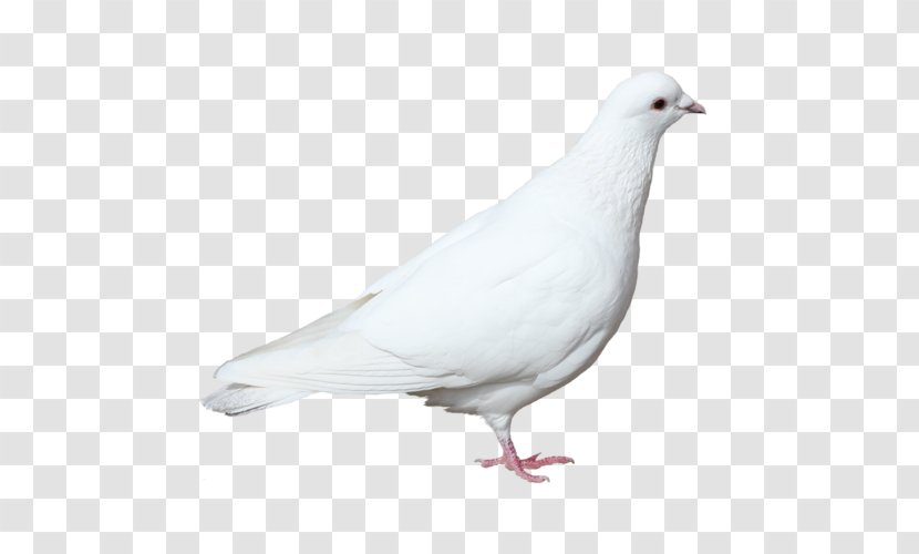 Stock Dove Pigeons And Doves Domestic Pigeon Bird Image Transparent PNG