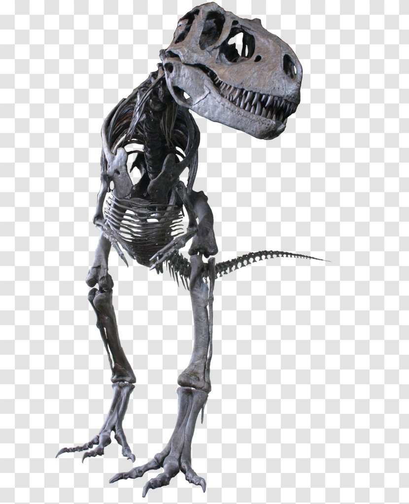 Albertosaurus Gorgosaurus Tyrannosaurus Troodon Late Cretaceous - Theropods - About Us Transparent PNG