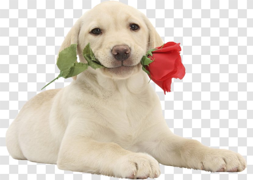 Labrador Retriever Puppy Valentine's Day Pet Cat - Gift Transparent PNG