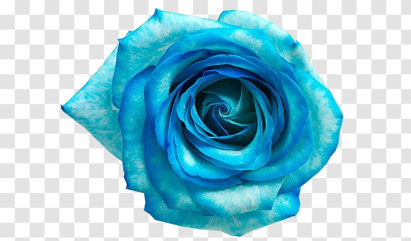 Blue Rose Flower - Aqua - Flores AZUL Transparent PNG