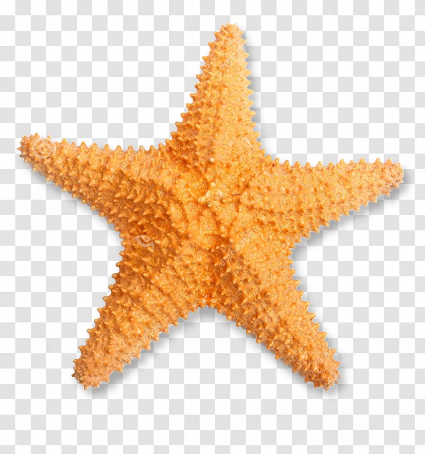 Starfish Stock Photography Oreaster Reticulatus Transparent PNG