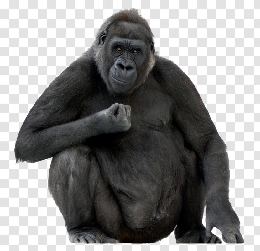 Gorilla Ape Stock Photography Stock.xchng Royalty-free - Common Chimpanzee Transparent PNG