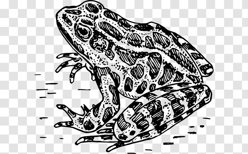 Frog Amphibian Black And White Clip Art - Visual Arts - Bumpy Cliparts Transparent PNG