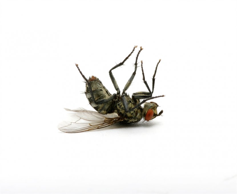 Stock Photography Fly Royalty-free Death Clip Art Transparent PNG