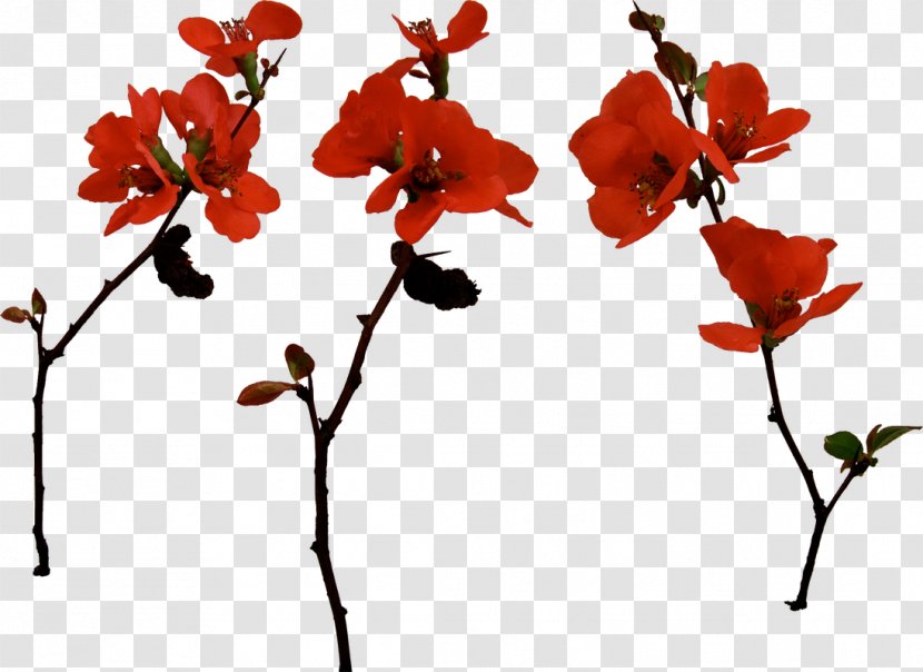 Twig Cut Flowers Floral Design Transparent PNG