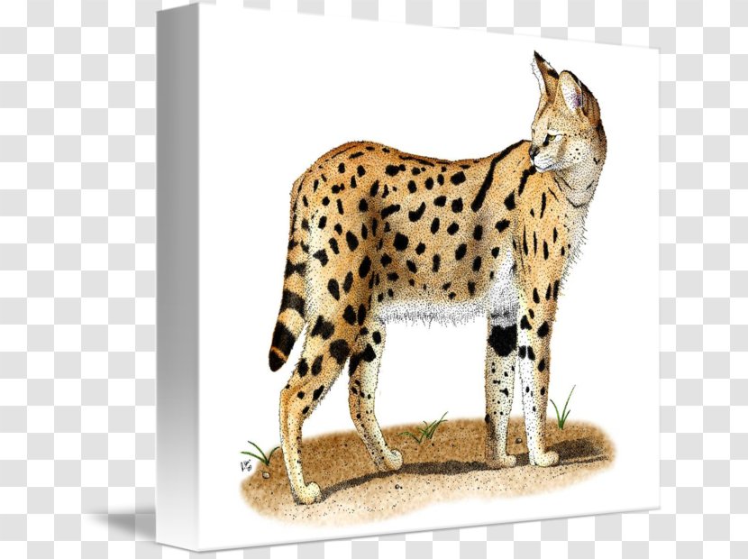 Whiskers Cheetah Wildcat Fauna - Rectangle Transparent PNG