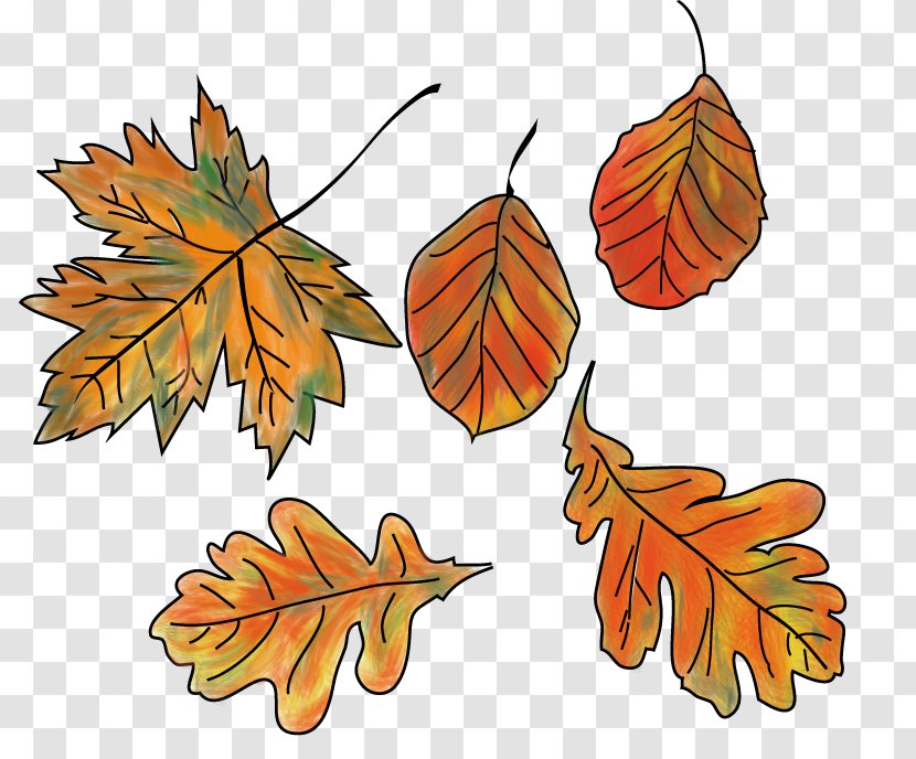 Autumn Leaf Color Bunt Sind Schon Die Wälder Clip Art - Symmetry Transparent PNG