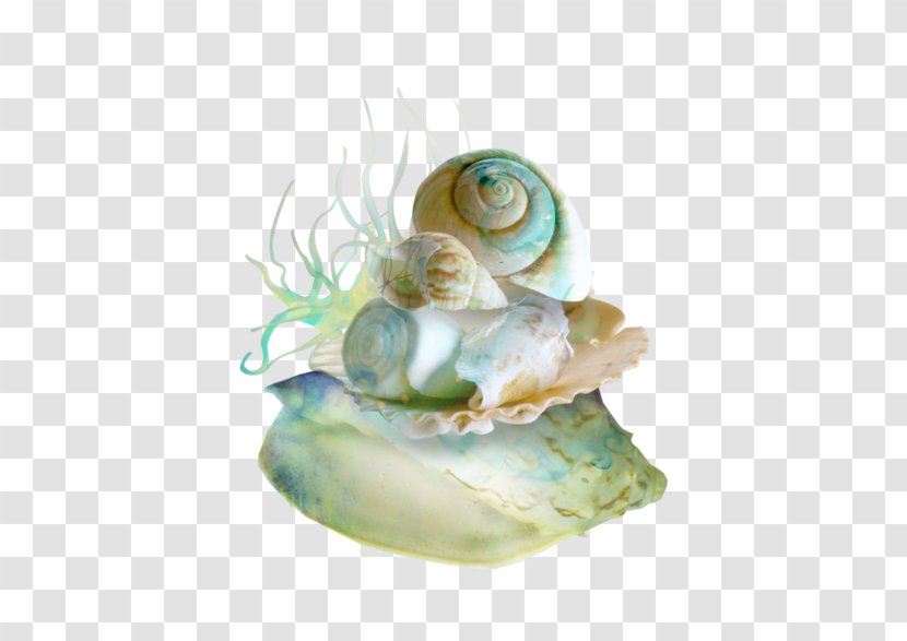 Seashell Mussel Oyster Marine - Organism Transparent PNG